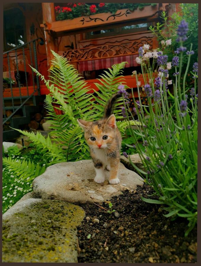 Chalupka U Lisky Elisky Villa Ždiar Buitenkant foto